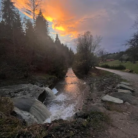 Primula 1 亚沃尔基