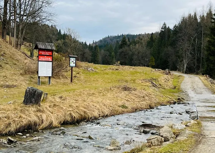 Primula 1 亚沃尔基